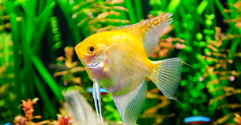Живой корм для аквариумных рыбок: виды, названия, применение
