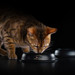 Сухой корм Pro Plan для стерилизованных кошек и кастрированных котов, с высоким содержанием индейки – интернет-магазин Ле’Муррр