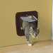 Savic Access 4-Way Upgradable Дверь-створка улучшаемая для кошек 4 положения, коричневая – интернет-магазин Ле’Муррр