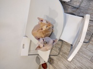 Пользовательская фотография №1 к отзыву на Pronature Holistic Adult Indoor Сухой корм для взрослых домашних кошек с чувствительной кожей и шерстью (с лососем и рисом)